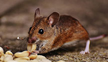24 Hour & Emergency Exterminators in Stennis Space Center, MS
